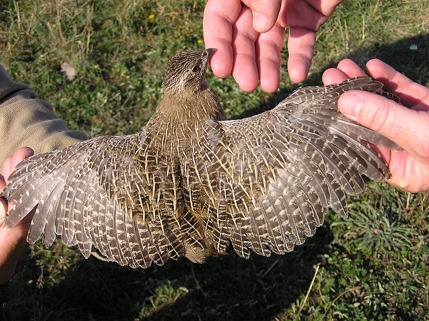 Grey Partridge, Sundre 20080801